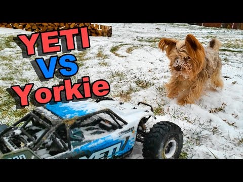 Popeye Yeti Bash - Yorkie Dog and RC Truck Axial Yeti - TheRcSaylors - UCYWhRC3xtD_acDIZdr53huA