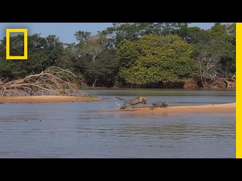 Jaguar Attacks Crocodile (EXCLUSIVE VIDEO) - UCpVm7bg6pXKo1Pr6k5kxG9A