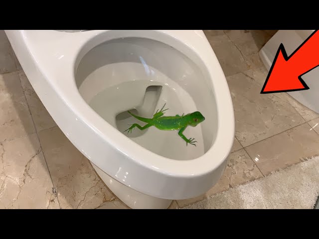 Can Lizards Come Through The Toilet?