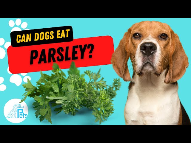 can-dogs-eat-parsley-hayfarmguy