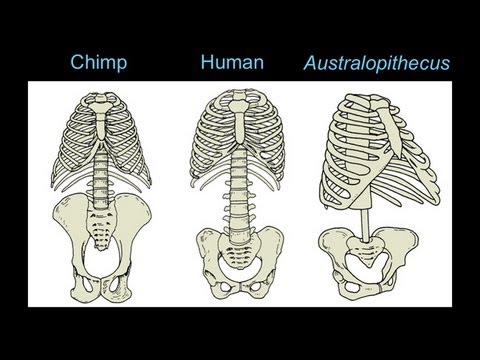 CARTA: The Upright Ape: Bipedalism and Human Origins -Footprints Body Form and Locomotion - UCh6KFtW4a4Ozr81GI1cxaBQ