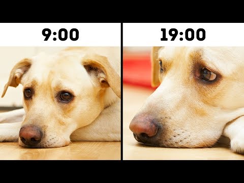 10 Mistakes That Shorten Your Pet's Life - UC4rlAVgAK0SGk-yTfe48Qpw