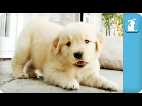 Golden Retriever Puppy Attacks Camera - UCPIvT-zcQl2H0vabdXJGcpg