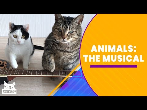 Animals: The Musical - UCPIvT-zcQl2H0vabdXJGcpg