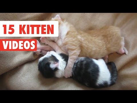 15 Funny Kitten Videos Compilation 2016 - UCPIvT-zcQl2H0vabdXJGcpg