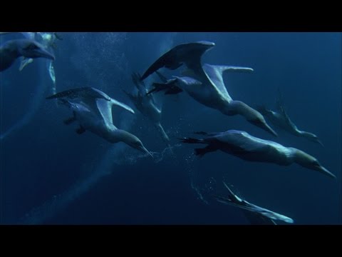 Predator Feasting Frenzy | Nature's Great Events | BBC - UCwmZiChSryoWQCZMIQezgTg