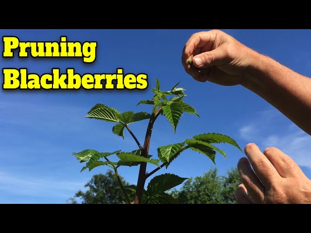 how-to-prune-blackberries-for-optimal-growth-hayfarmguy