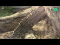 Lenca et Aloha, bébés jaguars nés au parc zoologique de Paris