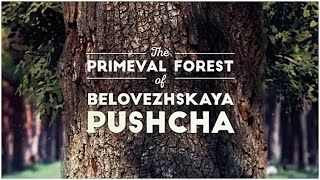 Беловежская пуща - Первозданный лес