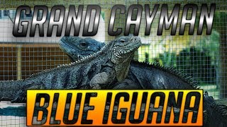 UGR - Grand Cayman Blue Iguana