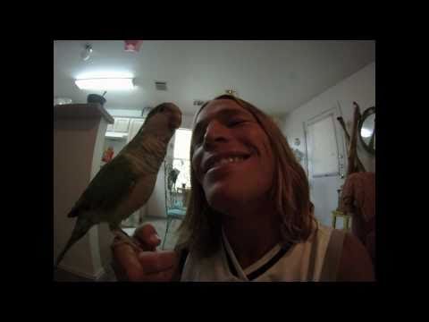 Quaker Parrot Rufio says  words and tricks - UCTs-d2DgyuJVRICivxe2Ktg