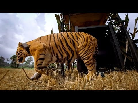 GoPro: Let the Tiger Go - UCqhnX4jA0A5paNd1v-zEysw