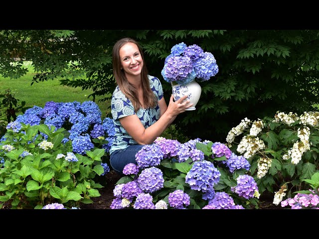 How to Cut Hydrangeas for a Vase