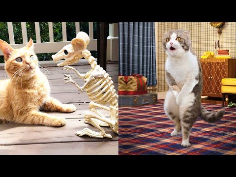 Funniest Animals - Best Of The 2022 Funny Animal Videos #4 - UC24KUWwW8-rJu3GZKLPYvcw
