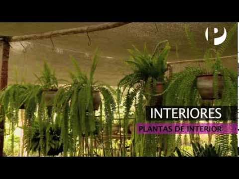 Interiores - Decoración con plantas - UCKc2cPD5SO_Z2g5UfA_5HKg