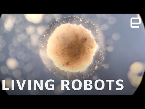 Researchers create the world's first living, programmable robots - UC-6OW5aJYBFM33zXQlBKPNA
