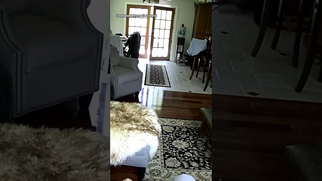 Bear sneaks into house, family dog chases it away #shorts