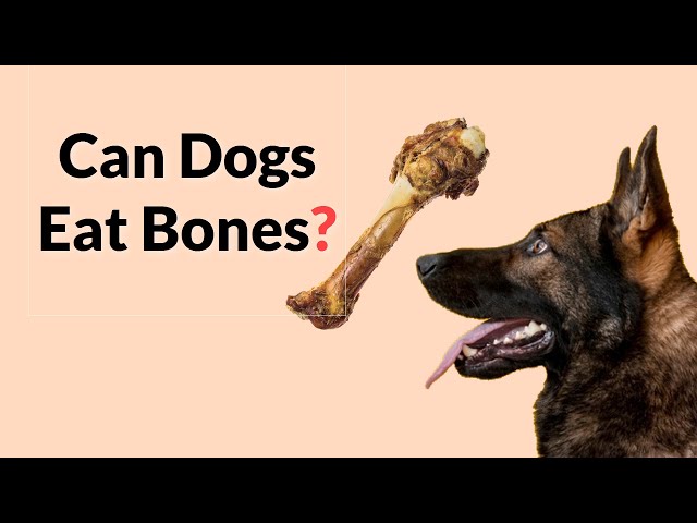 can-dogs-eat-steak-bones-hayfarmguy