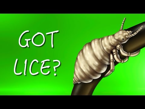 How to Treat Lice Without Chemicals | Consumer Reports - UCOClvgLYa7g75eIaTdwj_vg