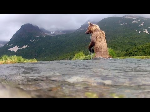 GoPro: Grizzly Eats My GoPro - UCqhnX4jA0A5paNd1v-zEysw