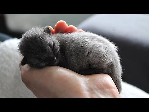 She Thought They'd Saved a Gray Kitten, but Soon They Were Stunned When It Changed Its Color! - UCYenDLnIHsoqQ6smwKXQ7Hg