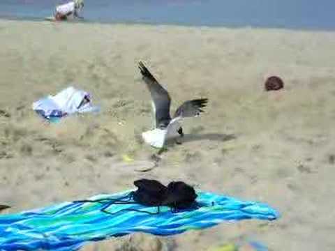 Caught a Seagull at the Beach