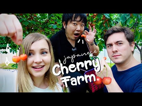Japan's Famous Yamagata Cherries: All-You-Can-Eat Cherry Farm ππ