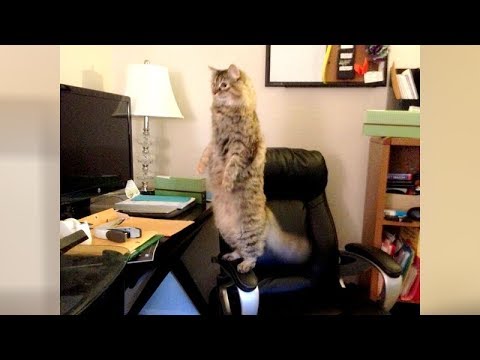 This FUNNY ANIMAL COMPILATION is a LAUGH BOMB! - UC9obdDRxQkmn_4YpcBMTYLw