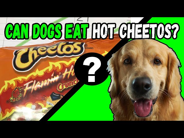 Can Dogs Eat Cheetos? - HayFarmGuy