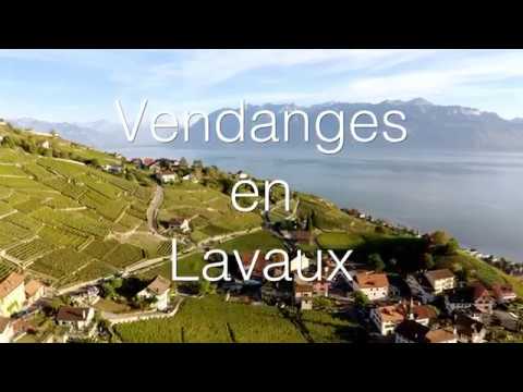 Vendanges en Lavaux / Grape harvest in Lavaux - Switzerland - UCZmIbls0bS0nfIb02Tj2khA