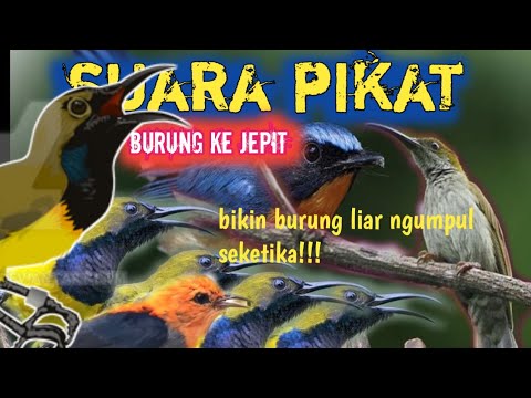 Suara pikat burung kejepit paling ampuh @jahidchannel5459