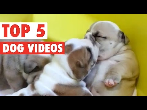 Top 5 Dogs || Funny Puppy Compilation - April 8 2016 - UCPIvT-zcQl2H0vabdXJGcpg