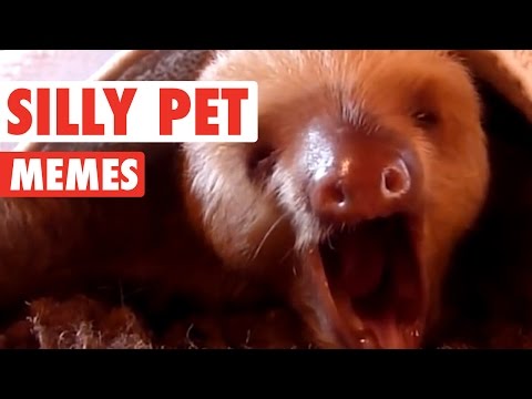 Silly Pet Meme Video Compilation 2016 - UCPIvT-zcQl2H0vabdXJGcpg