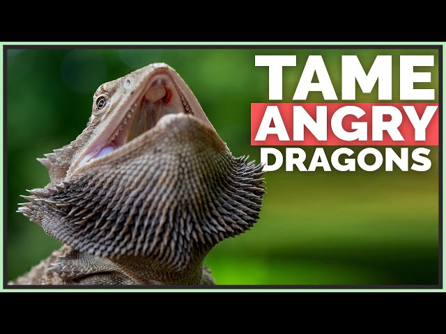 Bearded Dragons: What to Do When They Get Mad