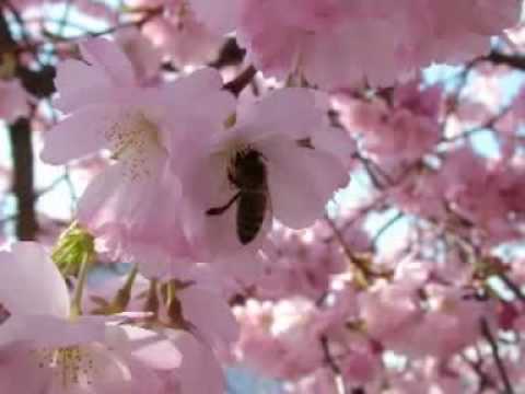 Mari Boine - Eallin (Life)