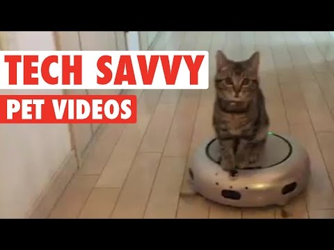 Tech-savvy Pets || Funny Pet Compilation - UCPIvT-zcQl2H0vabdXJGcpg