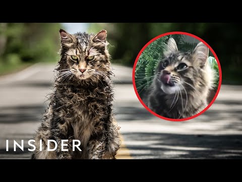 How Cats Are Trained For TV And Movies | Movies Insider - UCHJuQZuzapBh-CuhRYxIZrg