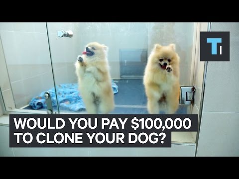 The Science Behind Dog Cloning - UCVLZmDKeT-mV4H3ToYXIFYg