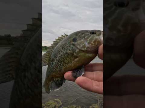 beautiful warmouth.