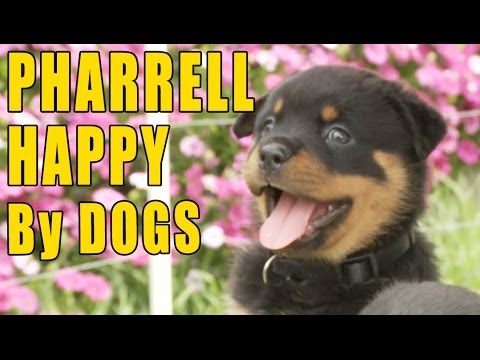 Pharrell - Happy (Puppy & Doggy Version) - UCPIvT-zcQl2H0vabdXJGcpg