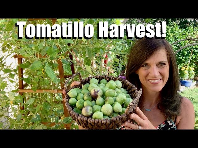 How to Preserve Tomatillos for Long-Term Storage