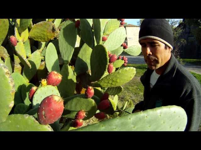 Is Prickly Pear Edible?