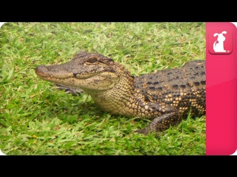 Bindi & Robert Irwin feature - American Alligators  - Growing Up Wild. - UCPIvT-zcQl2H0vabdXJGcpg