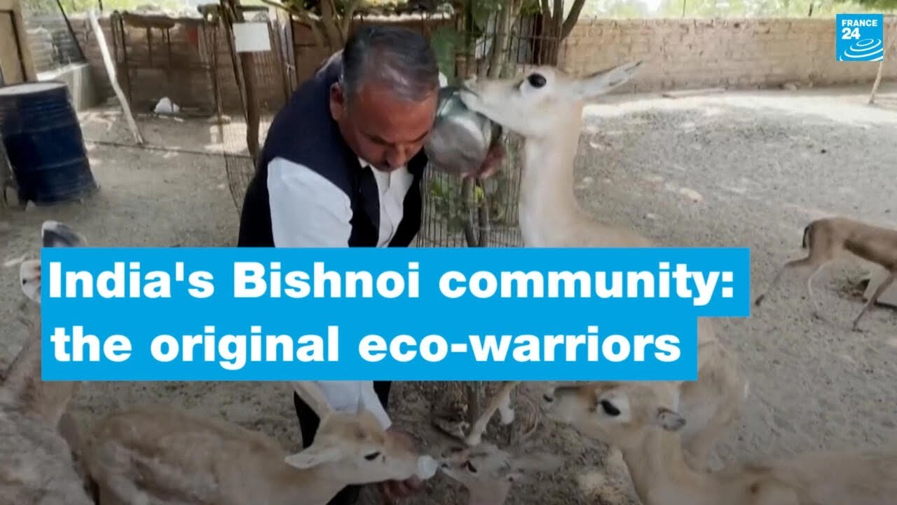 India’s Bishnoi community: The original eco-warriors • FRANCE 24 English