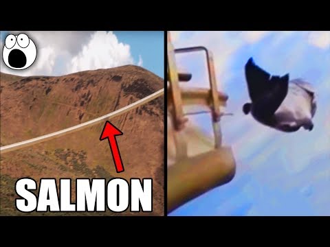 Canon Launches Salmon at 22mph Through This 1700 Foot Long Tube - UCkQO3QsgTpNTsOw6ujimT5Q