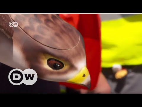 Yırtıcı Kuş Görünümlü Robot Kuşlar