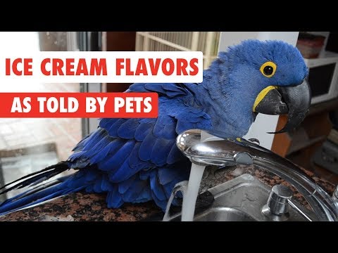 Ice Cream Flavors As Told By Pets - UCPIvT-zcQl2H0vabdXJGcpg