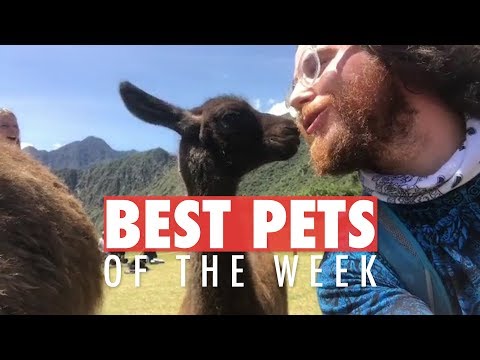 Best Pets of The Week | January 2018 Week 2 - UCPIvT-zcQl2H0vabdXJGcpg