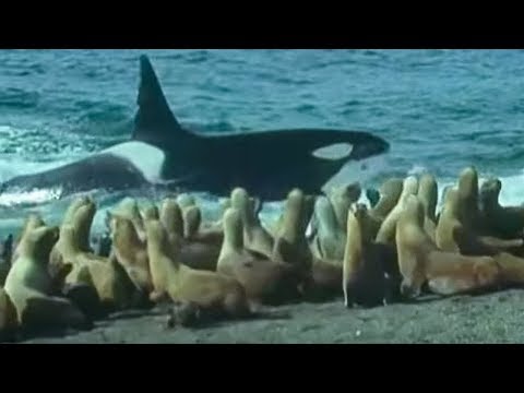 Killer Whales Vs. Sea Lions - Attenborough: Trials of Life - BBC - UCwmZiChSryoWQCZMIQezgTg