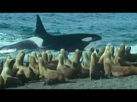 Killer Whales vs Sea Lions | Attenborough: Trials of Life | BBC Earth - UCwmZiChSryoWQCZMIQezgTg